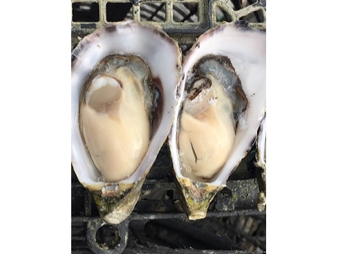 Mooka Oysters