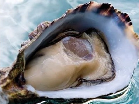 Pristine Oyster Farm