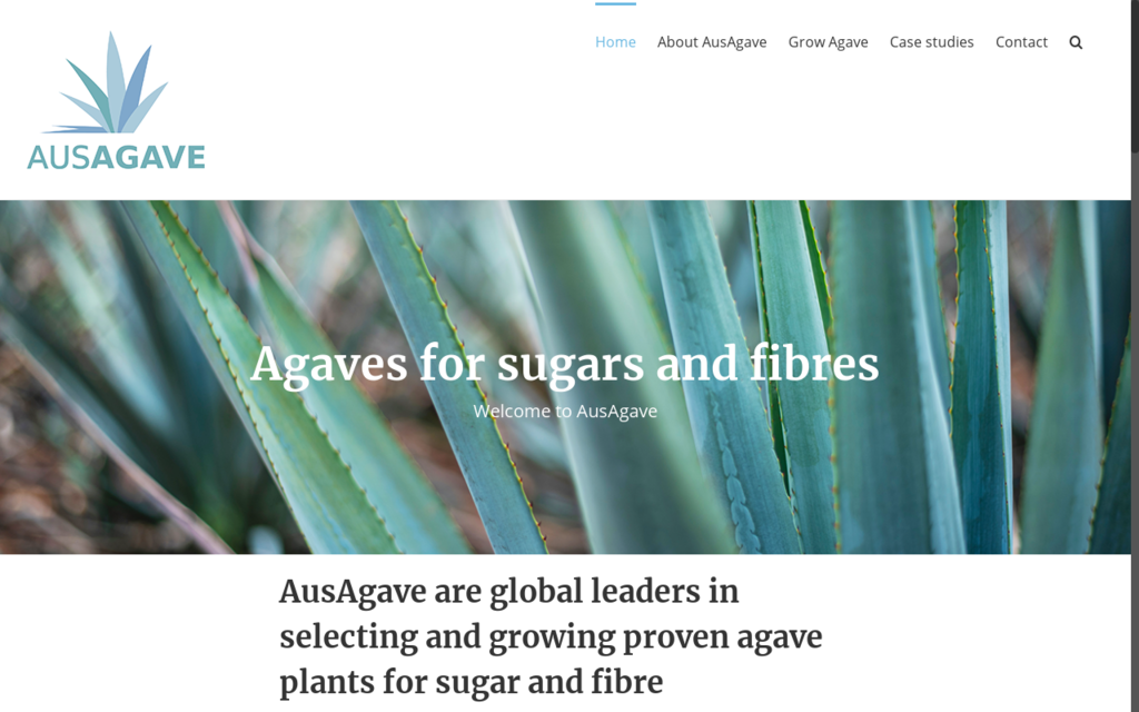 Australian Agave